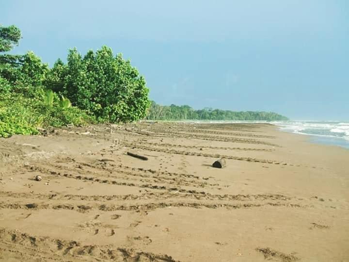 Miss Miriam. Hotel Frente Al Mar Tortuguero Exterior foto